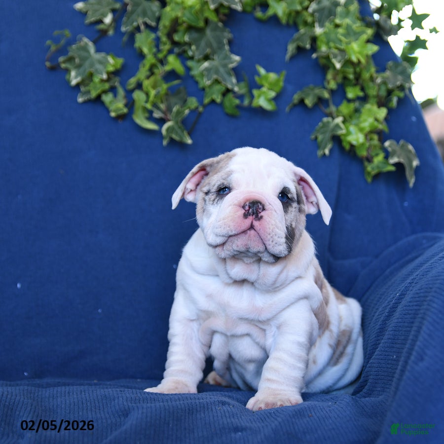English Bulldog dogs Sport - Ad 2