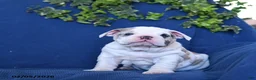 English Bulldog dogs for sale: Sport - Ad 2