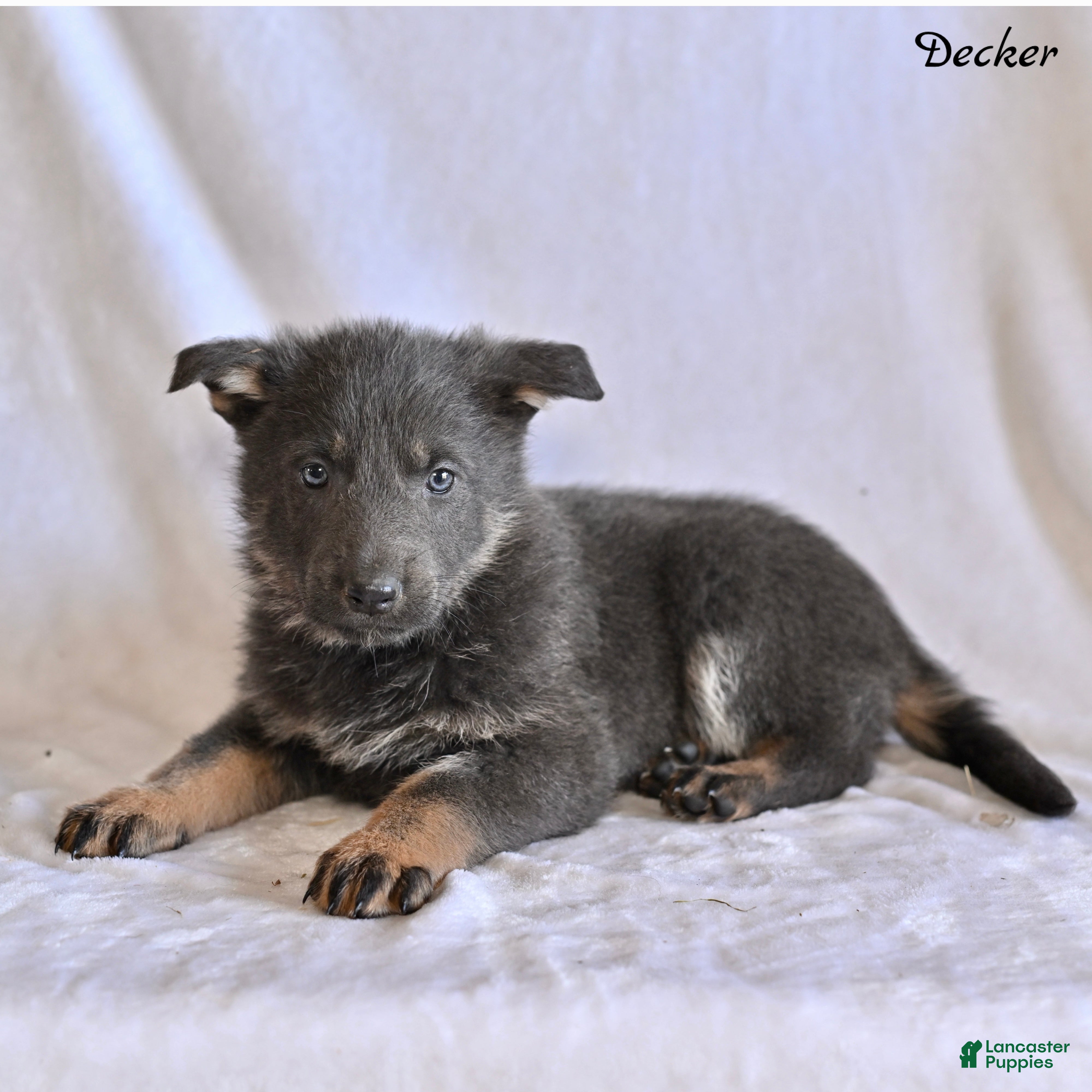 German Shepherd dogs Decker - Ad 1