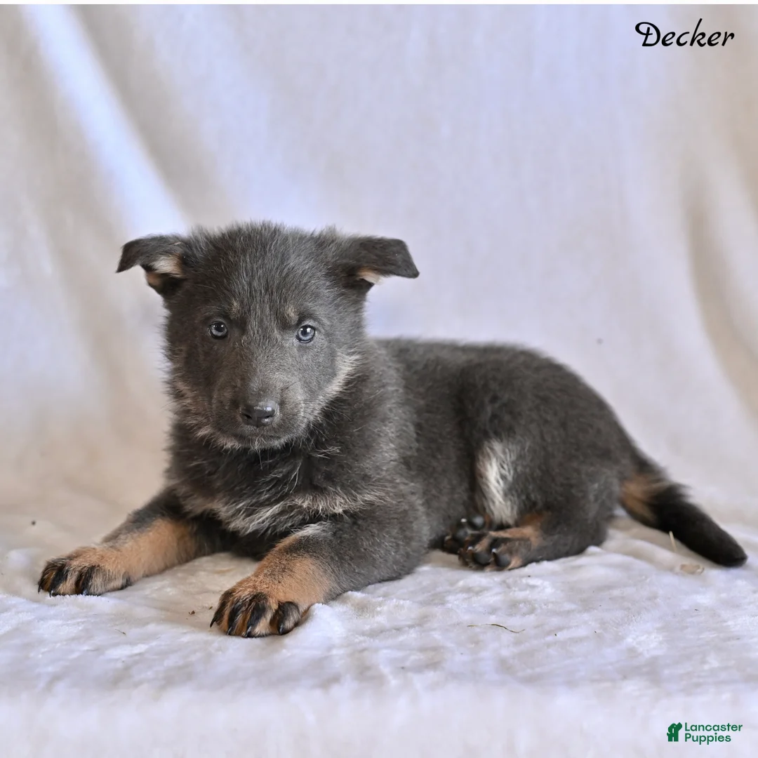 German Shepherd dogs for sale: Decker - Ad 1