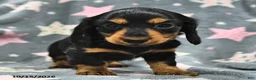 Miniature Dachshund dogs for sale: Luna  - Ad 4