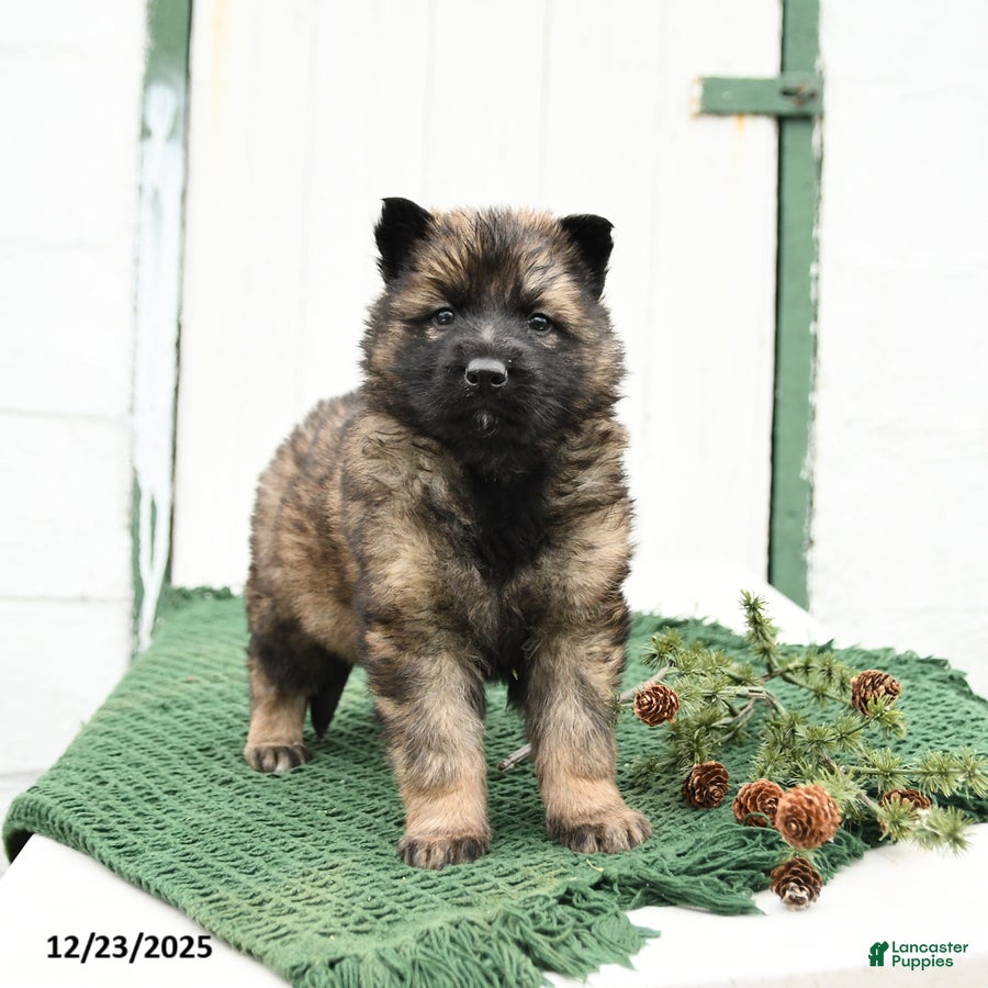 German Shepherd dogs Levi - Ad 12