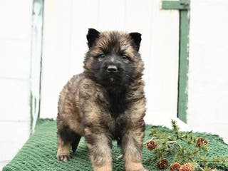 German Shepherd dogs Levi - Ad 12