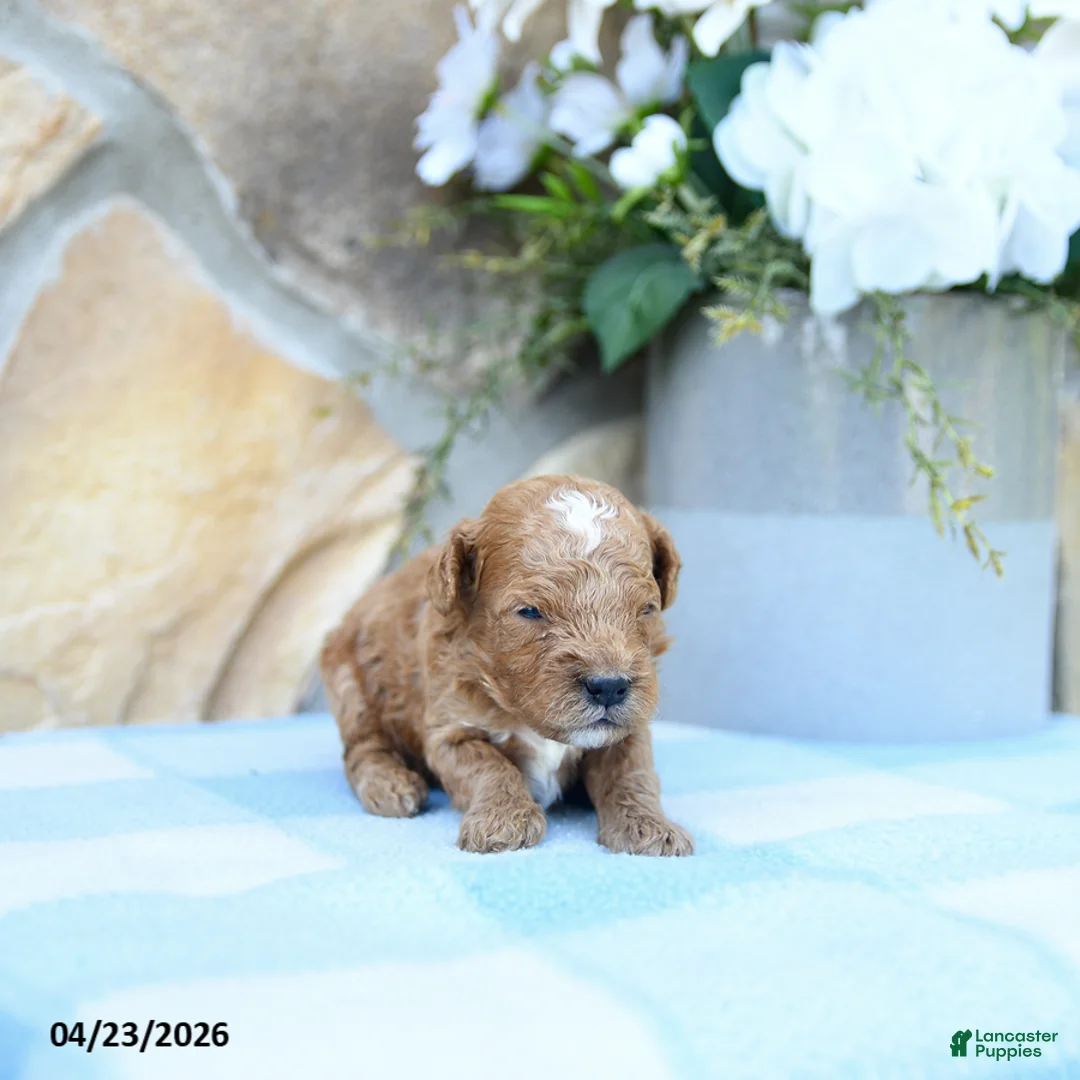 Cavapoo dogs for sale: Scoobie - Ad 2