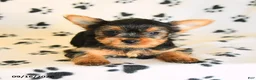 Yorkshire Terrier dogs for sale: June - Ad 5