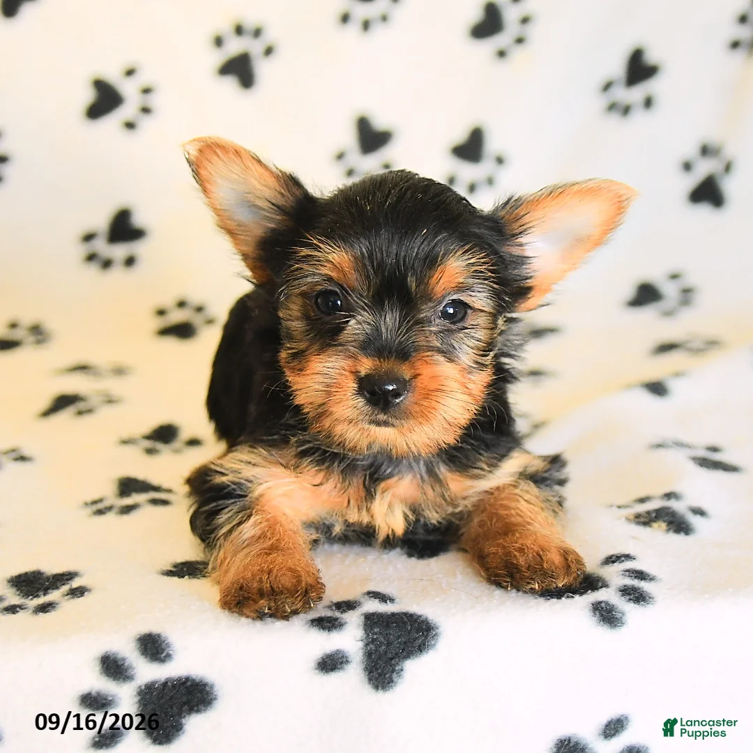 Yorkshire Terrier dogs for sale: June - Ad 5