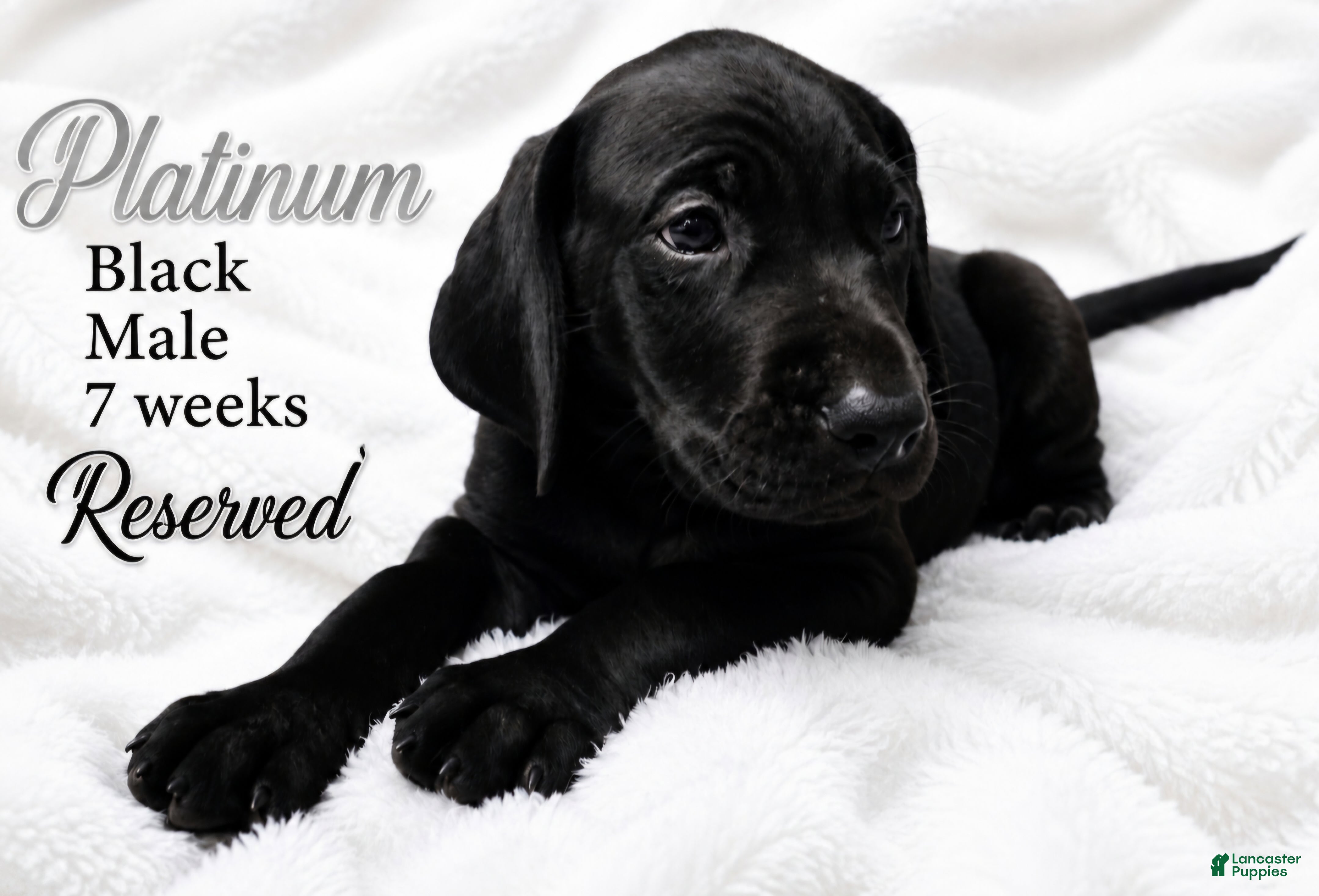 Great Dane dogs Platinum  - Ad 16