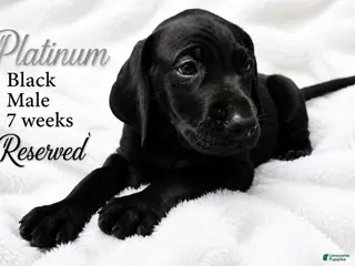 Great Dane dogs Platinum - Ad 16