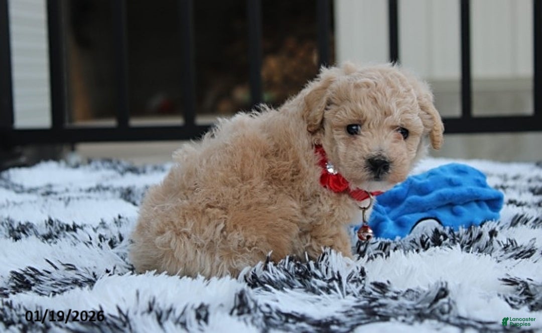 Bichpoo dogs for sale: Ranger - Ad 7