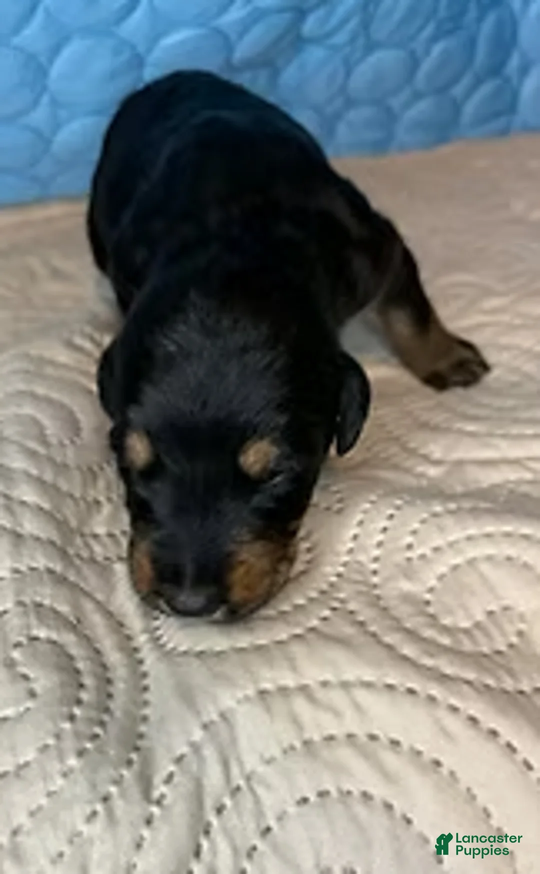 Mixed Breed dogs for sale: Marilyn - Ad 4