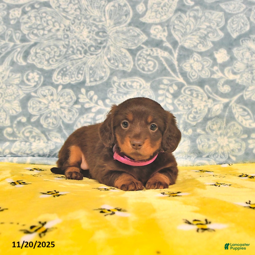 Miniature Dachshund dogs for sale: Precious - Ad 7