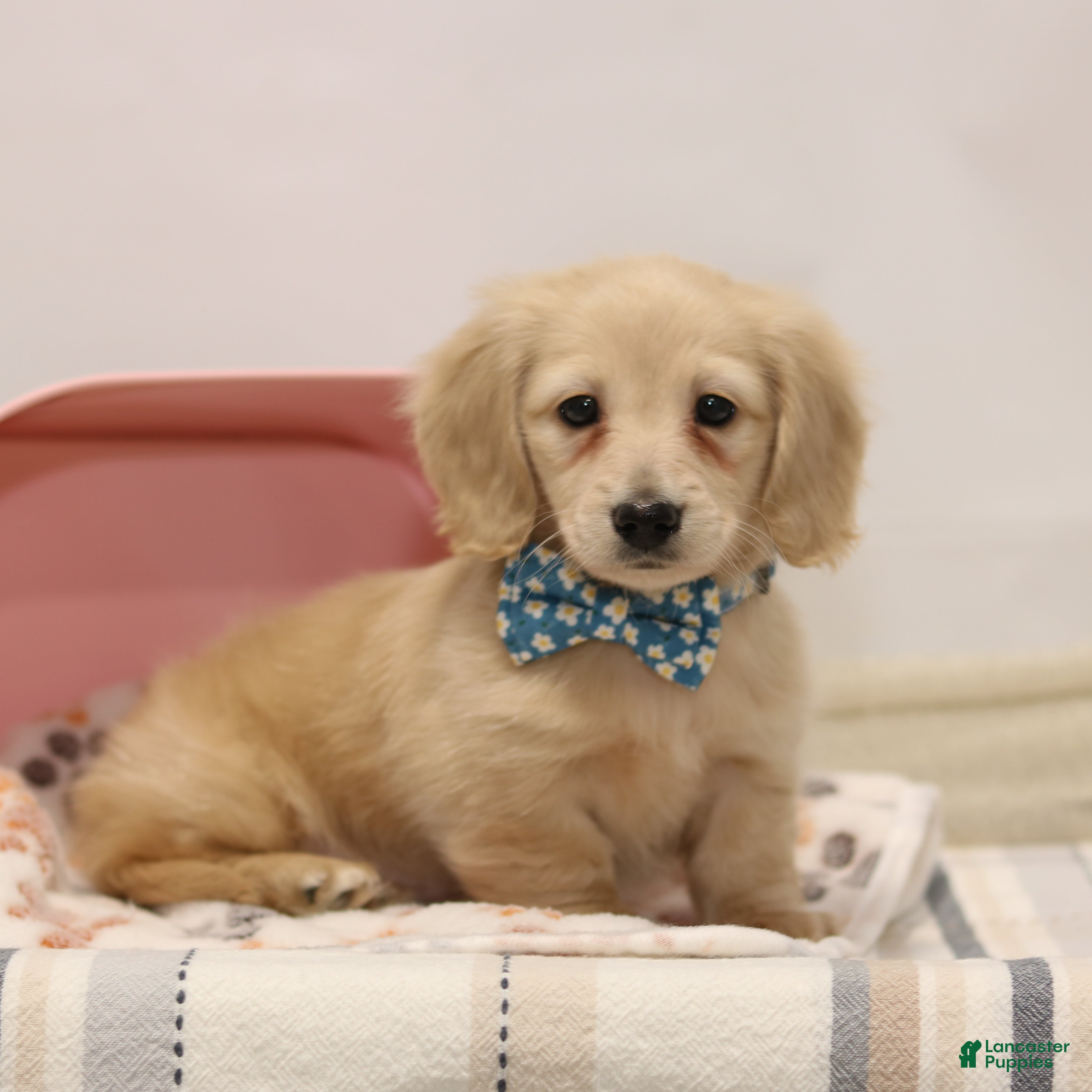 Miniature Dachshund dogs Dasher - Ad 1