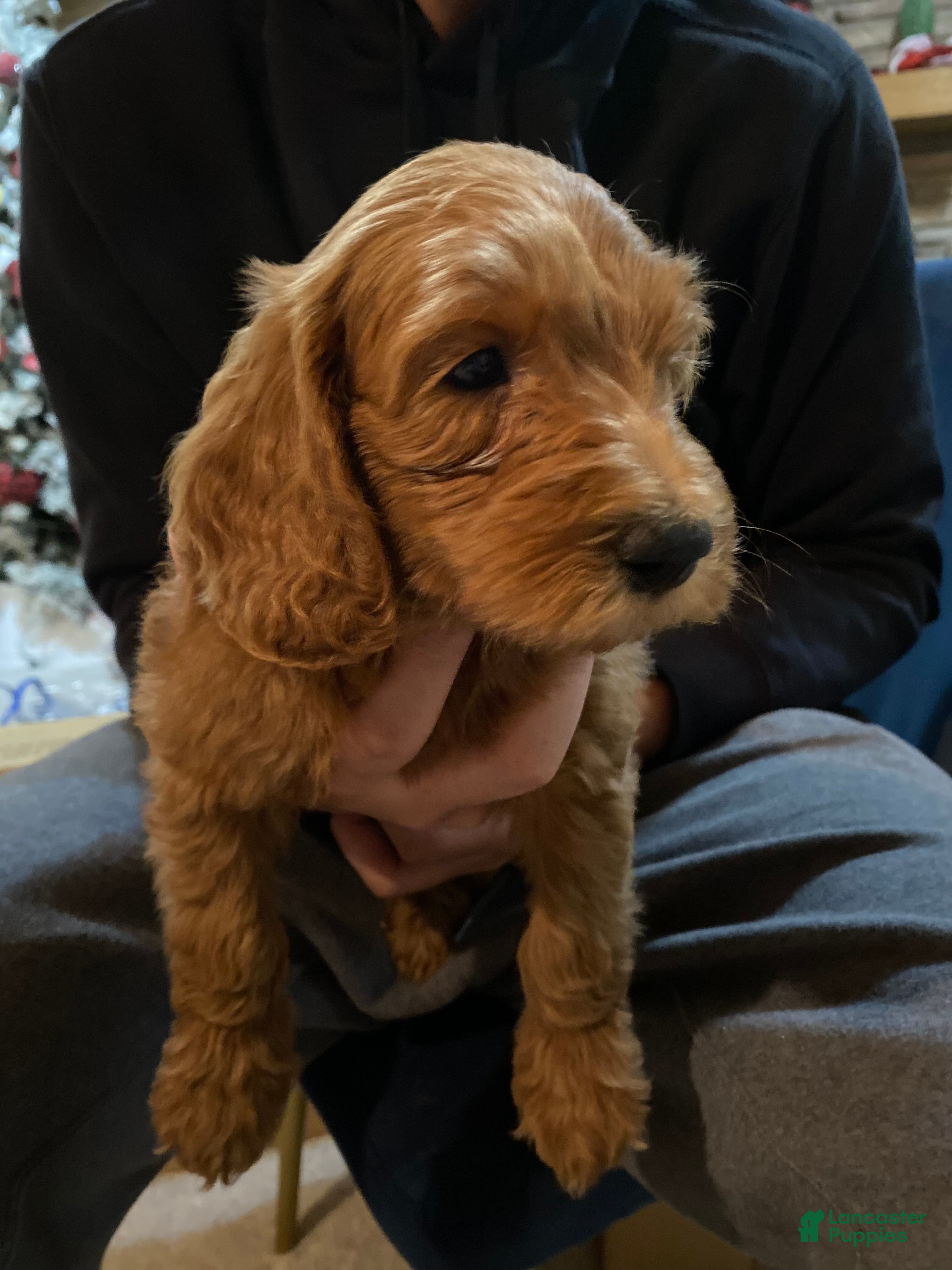 Mini Goldendoodle dogs Mini Goldendoodle Puppy 1 - Ad 5