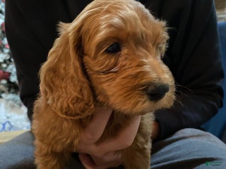 Mini Goldendoodle dogs Mini Goldendoodle Puppy 1 - Ad 4