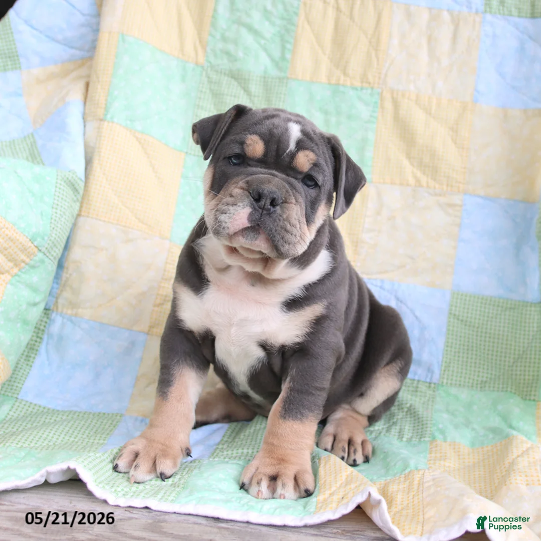 Olde English Bulldogge dogs for sale: Twilight - Ad 1