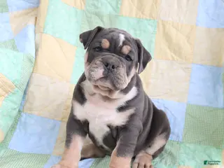 Olde English Bulldogge dogs for sale: Twilight - Ad 2