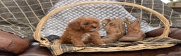 Cavapoo dogs for sale: Jewel - Ad 5