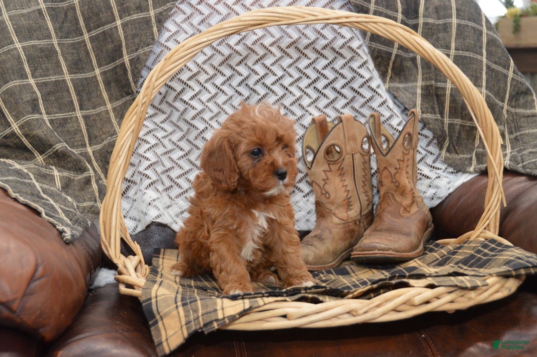 Cavapoo dogs for sale: Jewel - Ad 5