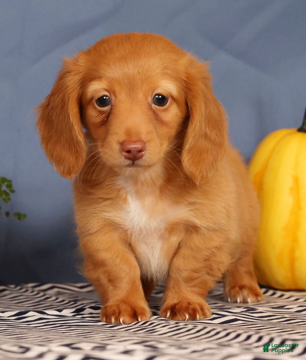Miniature Dachshund dogs Jimmy - Ad 1