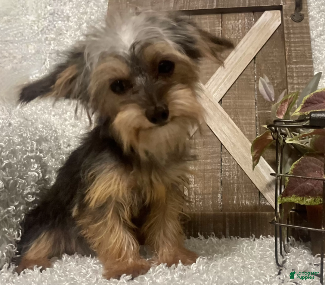 Yorkiepoo dogs for sale: COOPER - Ad 3