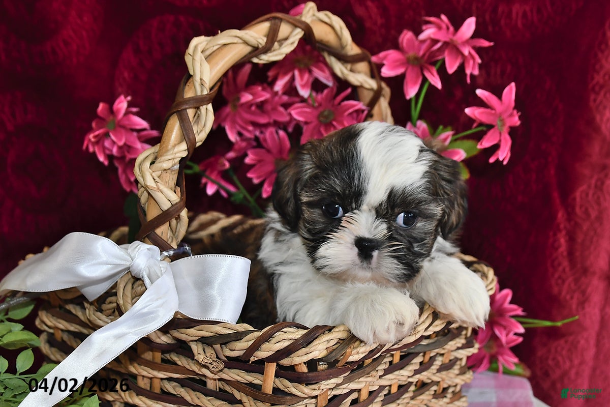 Shih Tzu dogs Royal - Ad 1