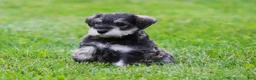 Miniature Schnauzer dogs for sale: Katniss - Ad 3