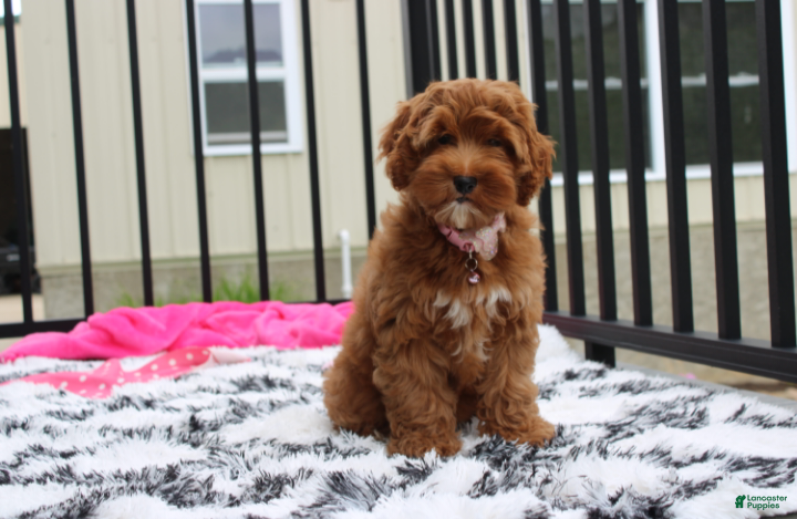 Cockapoo dogs Penny - Ad 1