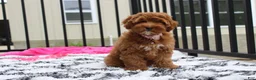 Cockapoo dogs for sale: Penny - Ad 1