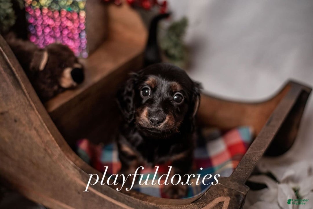 Miniature Dachshund dogs for sale: Yellow Collar Girl Dachshund Puppy  - Ad 2
