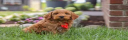 Mini Goldendoodle dogs for sale: Bingo - Ad 3