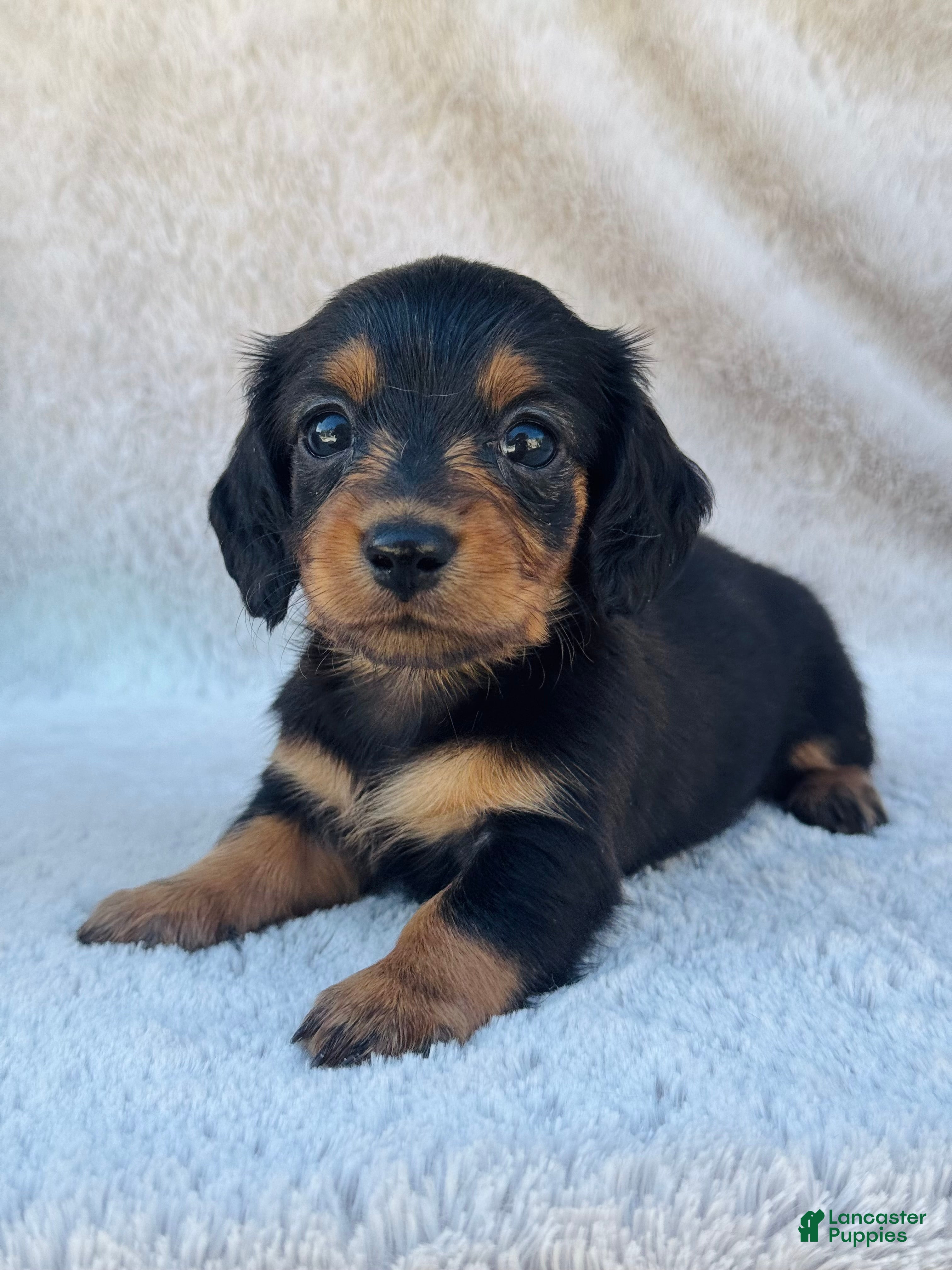 Miniature Dachshund dogs AKC Longhair Black & Tan Mini Dachshund Girl - Ad 10