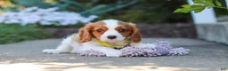 Cavalier King Charles Spaniel dogs for sale: Baxter - Ad 7