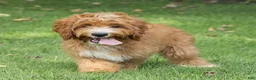 Cavapoo dogs for sale: Happy Cavapoo  - Ad 5