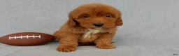 Mini Goldendoodle dogs for sale: Grant-MEDIUM - Ad 2