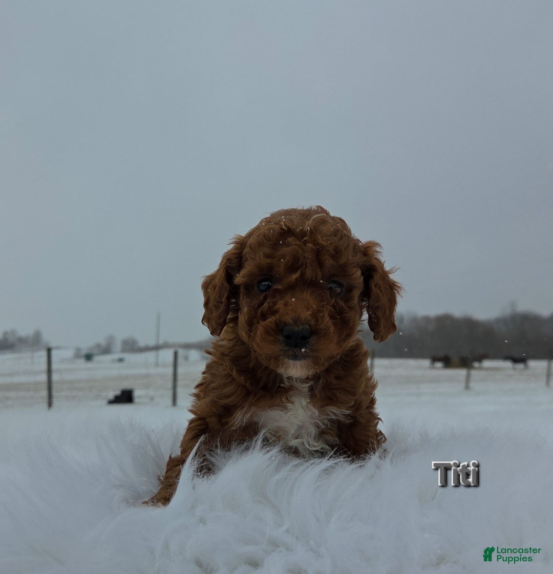 Miniature Poodle dogs for sale: Titi - Ad 8