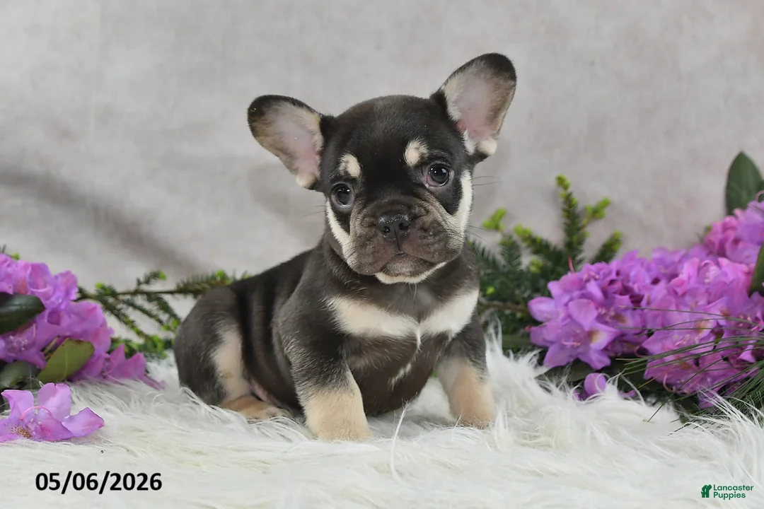 French Bulldog dogs for sale: Harley - Ad 2