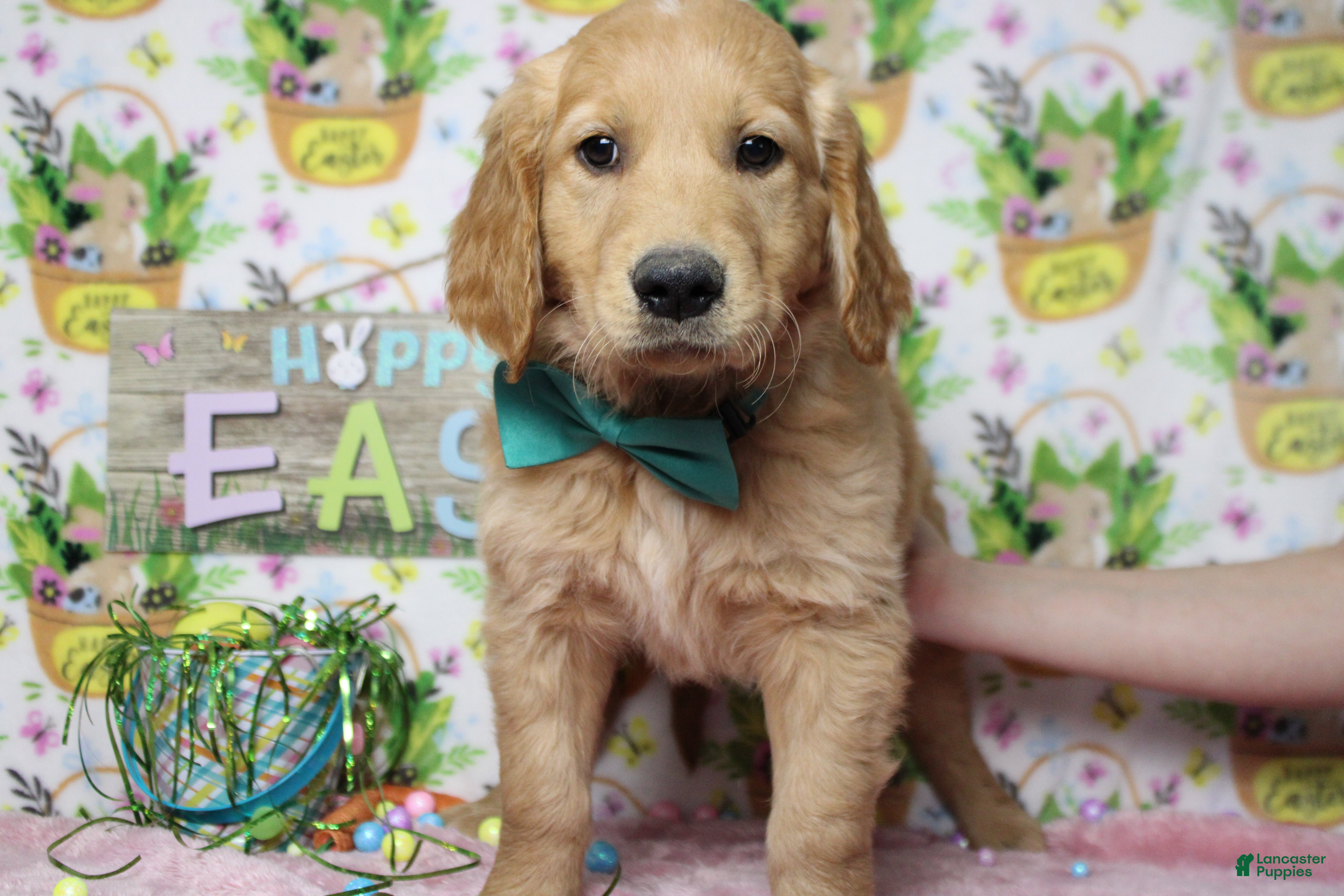 Golden Retriever dogs Benji - Ad 1