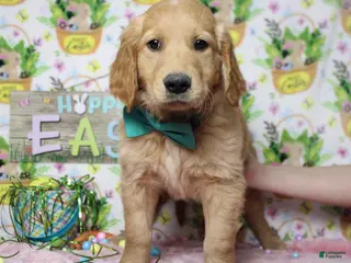 Golden Retriever dogs Benji - Ad 1