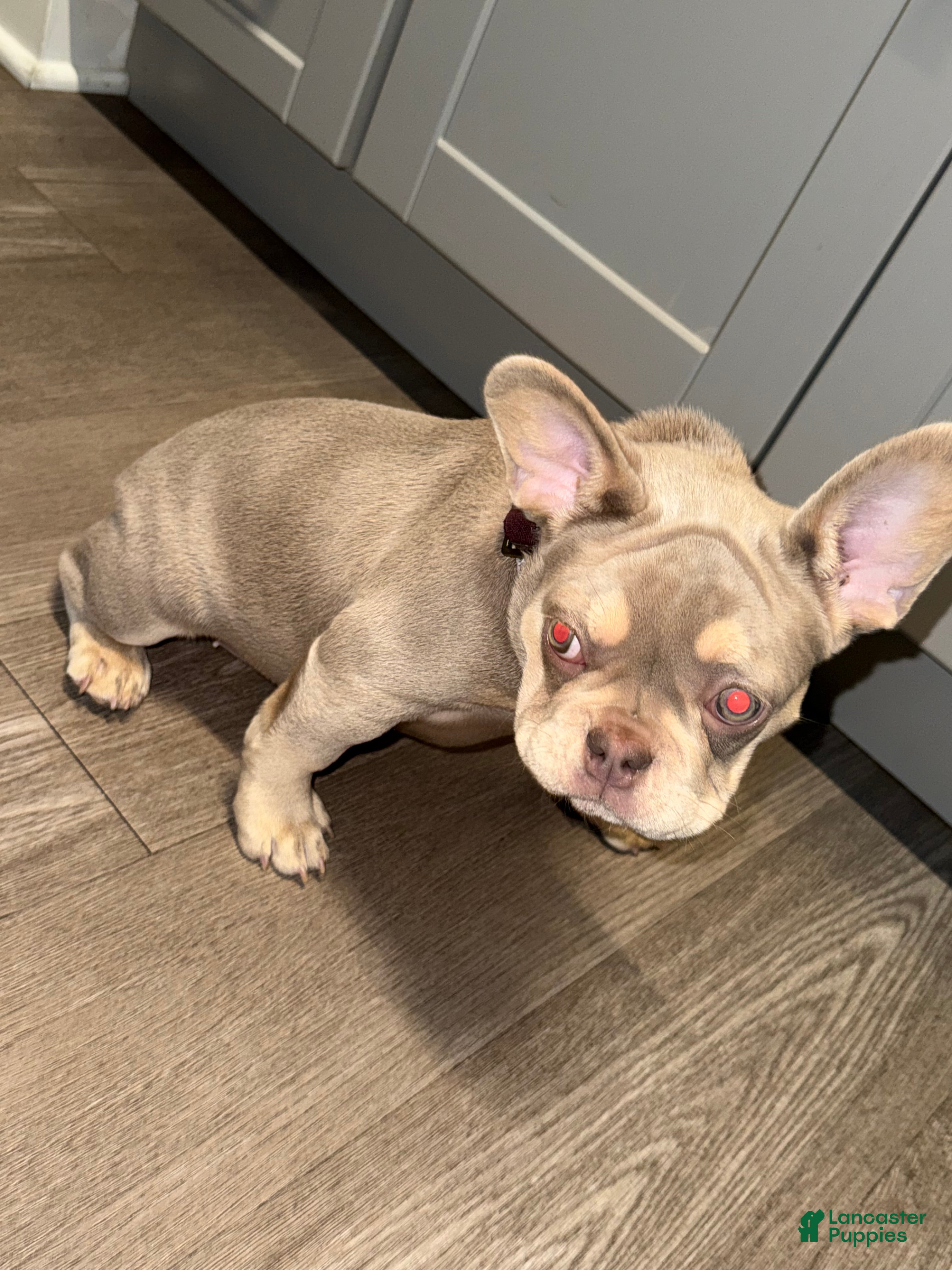 French Bulldog dogs French Bulldog Puppy 1 - Ad 1