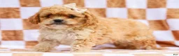 Cavapoo dogs for sale: Reena Cavapoo Pup - Ad 2