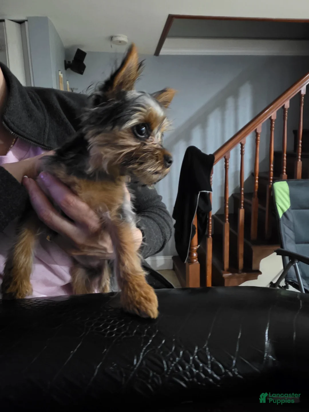 Yorkiepoo dogs for sale: Yorkiepoo Puppy 1 - Ad 3