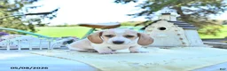 Miniature Dachshund dogs for sale: Graham - Ad 4