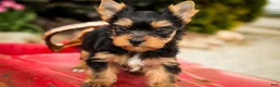 Yorkshire Terrier dogs for sale: Cheyenne - Ad 6