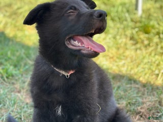 German Shepherd dogs - Ad 42