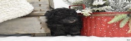 Toy Poodle dogs for sale: Brianna - Ad 7