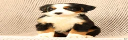 Bernese Mountain Dog dogs for sale: Carla - Ad 9