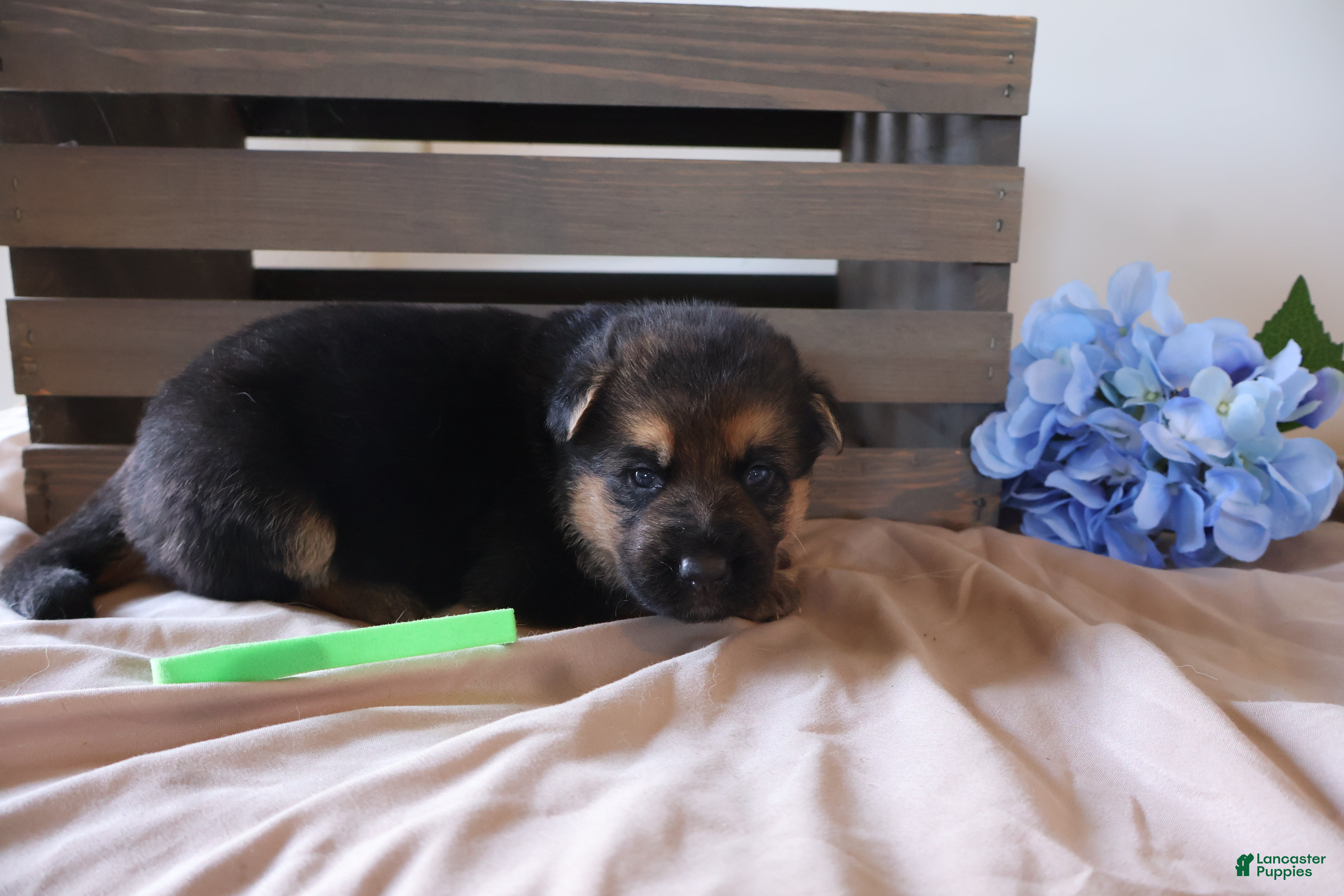 German Shepherd dogs Ivy - Ad 2