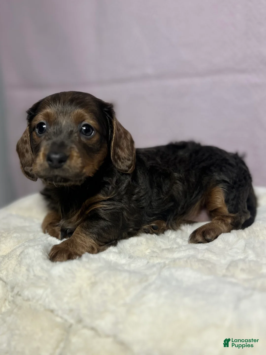 Miniature Dachshund dogs for sale: Miniature Dachshund Puppy 2 - Ad 3