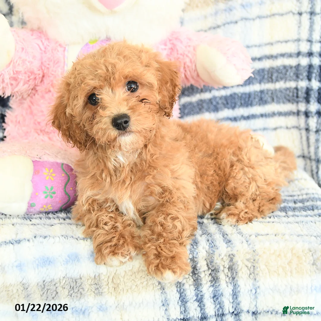 Havapoo dogs for sale: Dart  - Ad 3