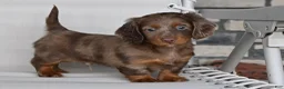 Miniature Dachshund dogs for sale: AKC Rowdy - Ad 1